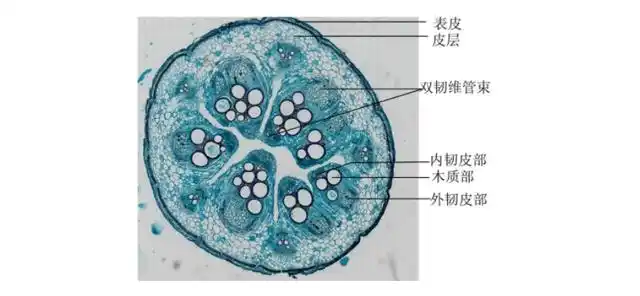 肌肉组织,结缔组织,神经组织 植物组织营养组织,输导组织,分生组织