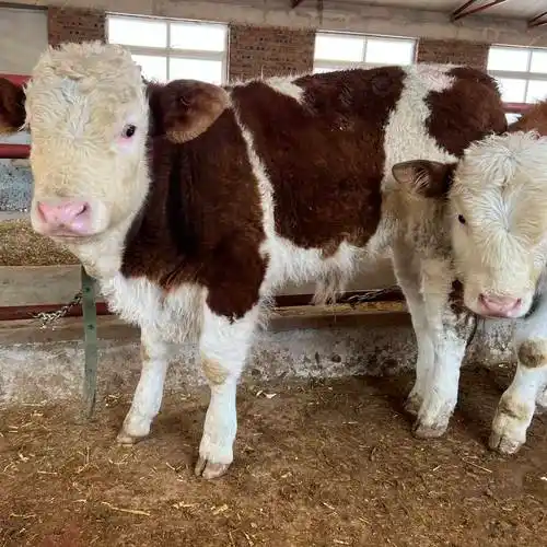 500斤西门塔尔牛犊子适应能力强收益高长势快