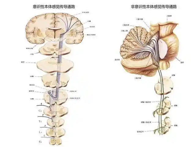 本体觉运动协调能力促进儿童的学习能力