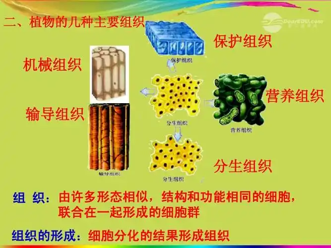 新人教版ppt 二,植物的几种主要组织 保护组织 机械组织 营养组织