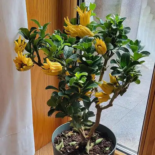 金佛手的优惠券大全—金华佛手盆栽盆景千指佛手小果品种金华佛手盆栽