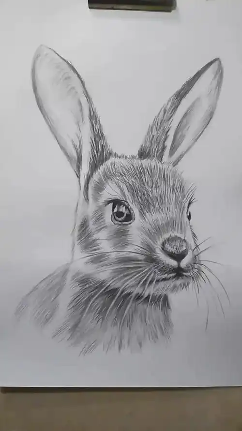 素描动物简单易学的素描动物兔子画法-度小视