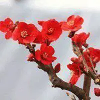 最好看的梅花头像_微信头像图片大全