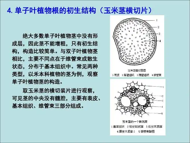 实验三植物茎,叶形态与结构ppt