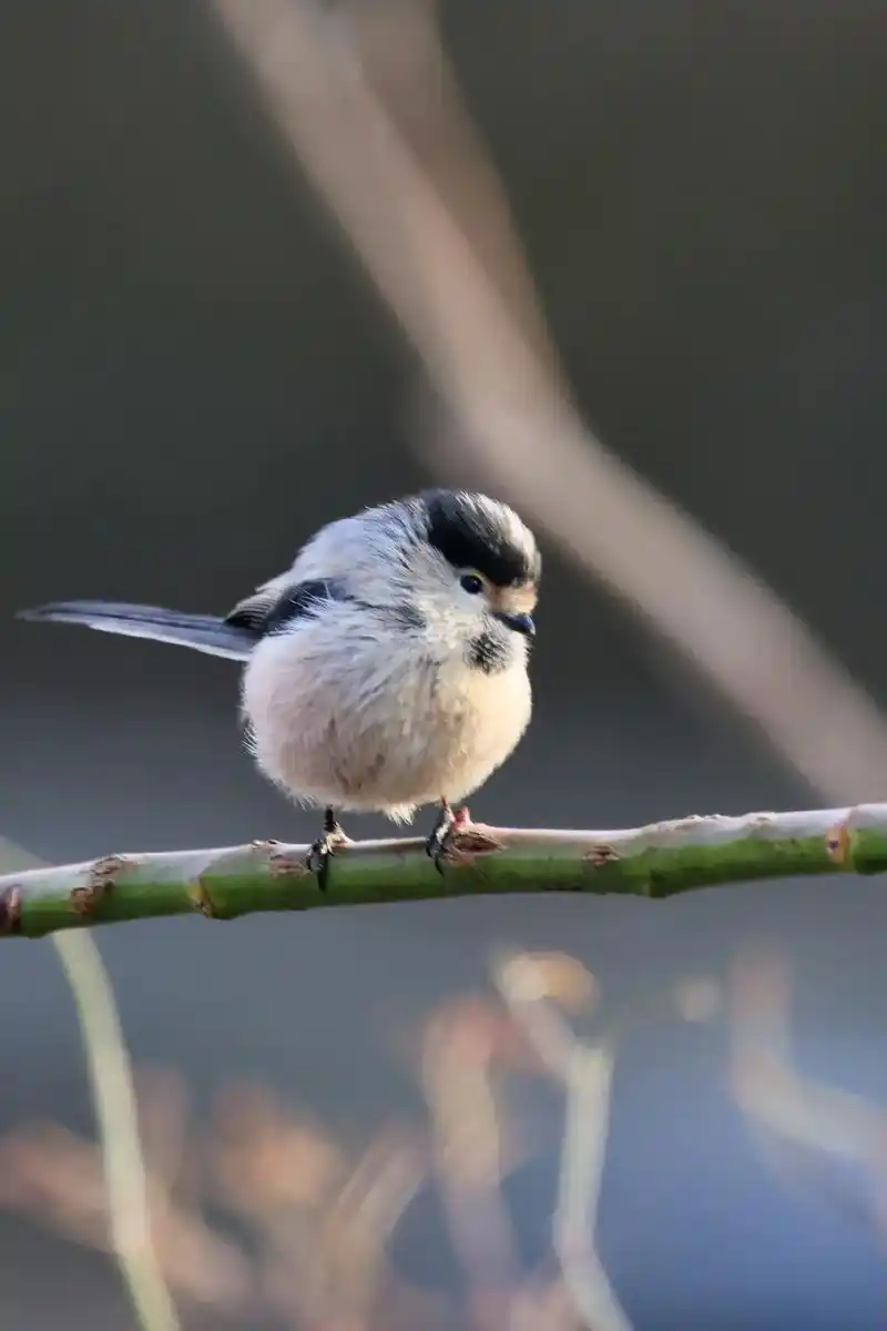 萌萌可爱白白美胖的的小肥啾——银喉长尾山雀的快乐时光2302 - 抖音