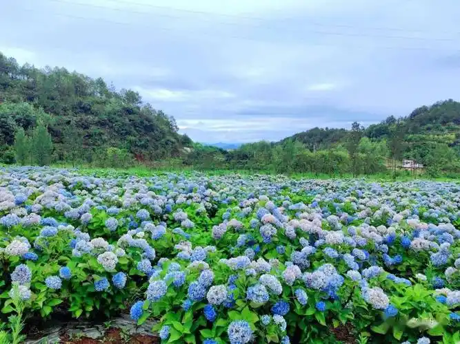 云南昭阳:绣球花雨中唯美绽放美不胜收_无尽_叶子_品种