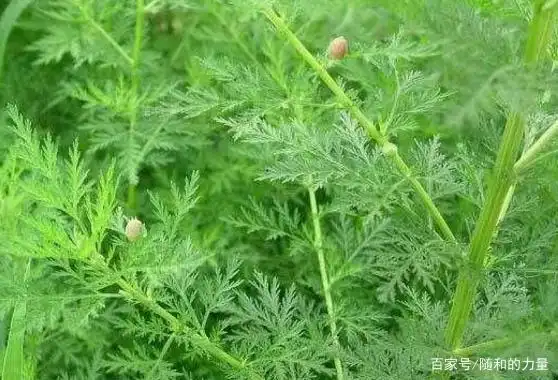 青蒿草入药后有哪些功效与作用?服用它的禁忌又是什么?