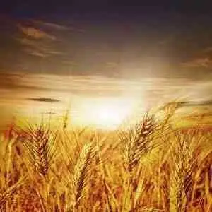 选个风景好旳金色头像_微信头像图片大全