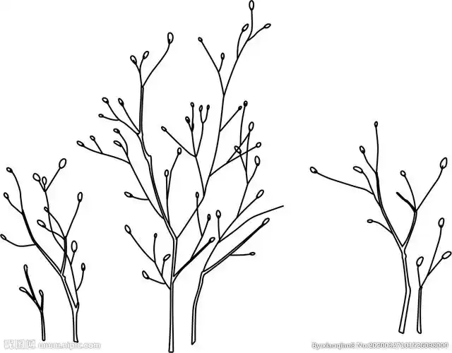 树枝图片