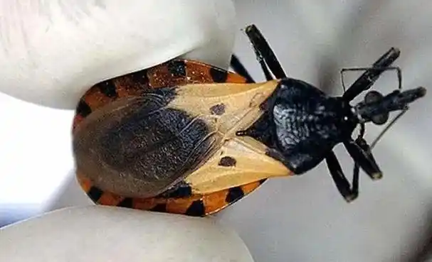 恰加斯病的传播媒介—锥蝽主要症状被克氏锥虫感染后,少数患者会发展