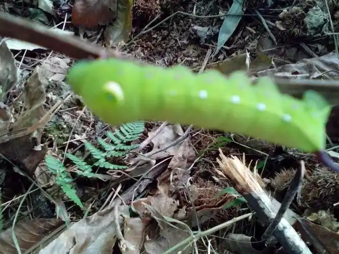 追问 这真的是绿豆虫