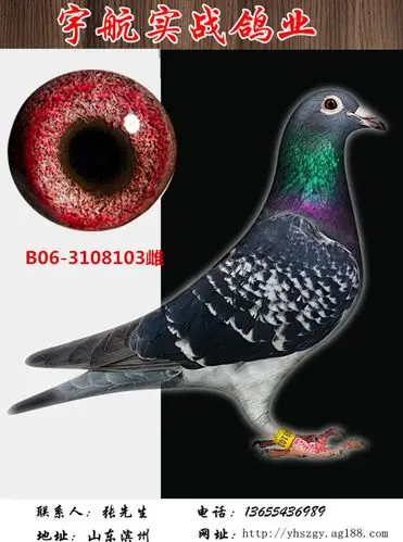 盖比_宇航实战鸽业_ ag188.com爱鸽商城_中国信鸽信息网