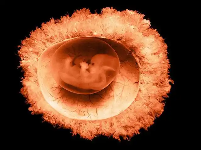 拮抗剂方案在取卵后两个月移植是最好的吗