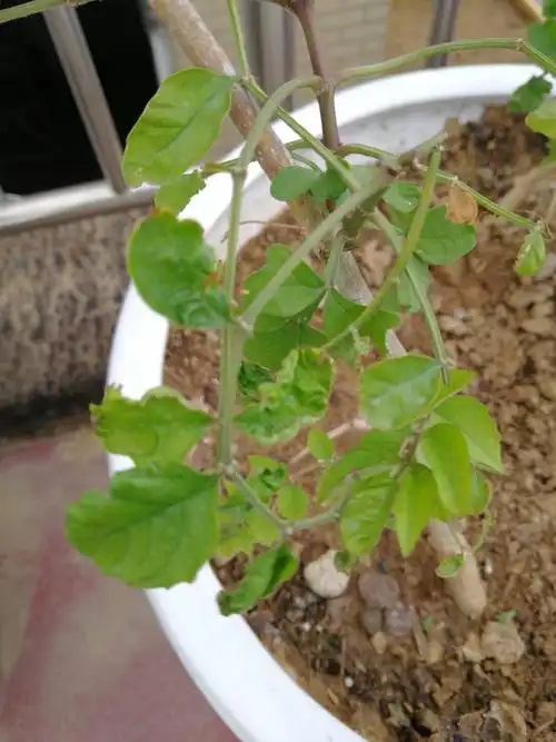 这个凌霄花叶子是怎么回事?