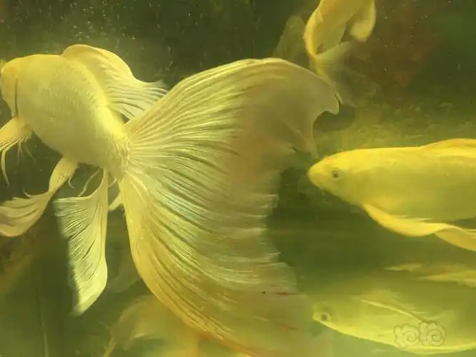 【锦鲤】我的鲤鱼尾巴最近几天出血了.啥原因呢,用点啥药呢?