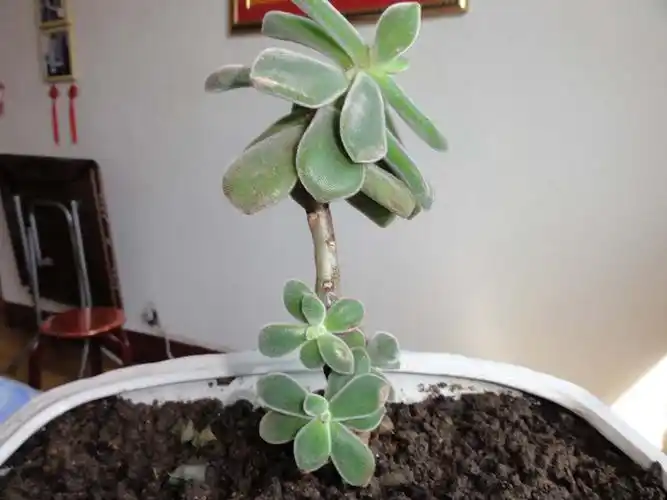 买的时候告诉我叫猫耳朵,回来查了一下,没有这个名字的花,哪位知道