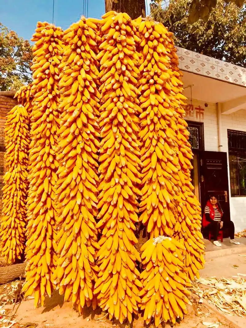 秋季是收获的季节,五谷丰登