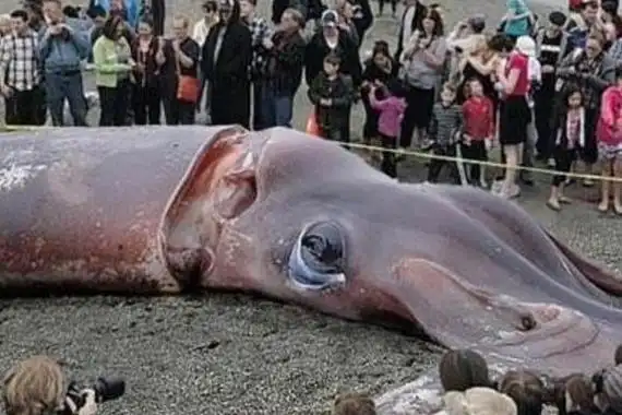 巨型鱿鱼的生活习性大王乌贼生活在太平洋,大西洋的深海水域,体长约20