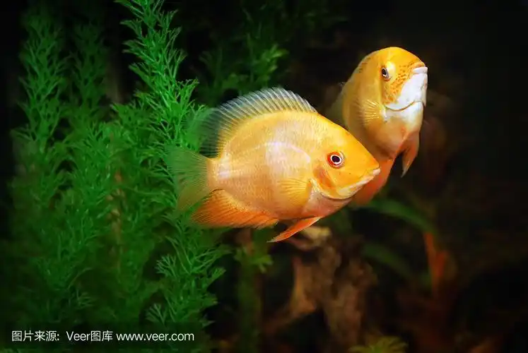 智野小小班活动——三条鱼