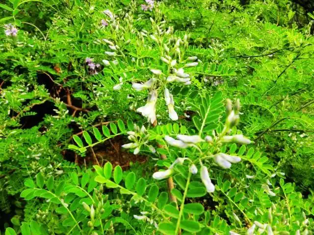 中药材——白刺花