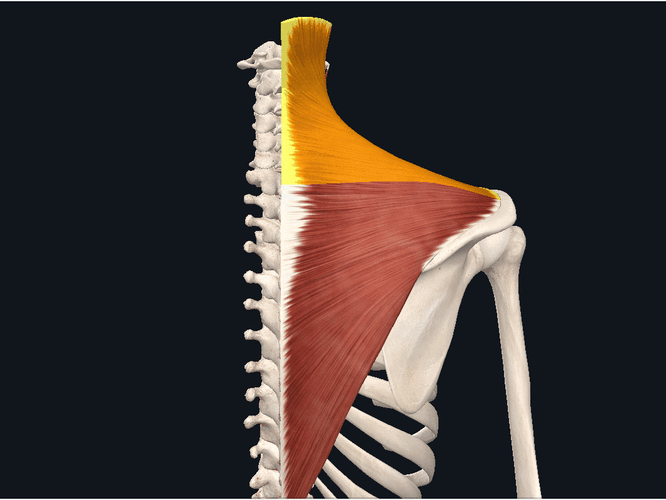 斜方肌(上束)发挥功能侧屈头和颈部时:双侧斜方肌(上束)会同时收缩