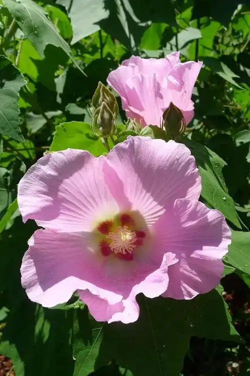 鲜花山谷里品种不同的单瓣芙蓉花