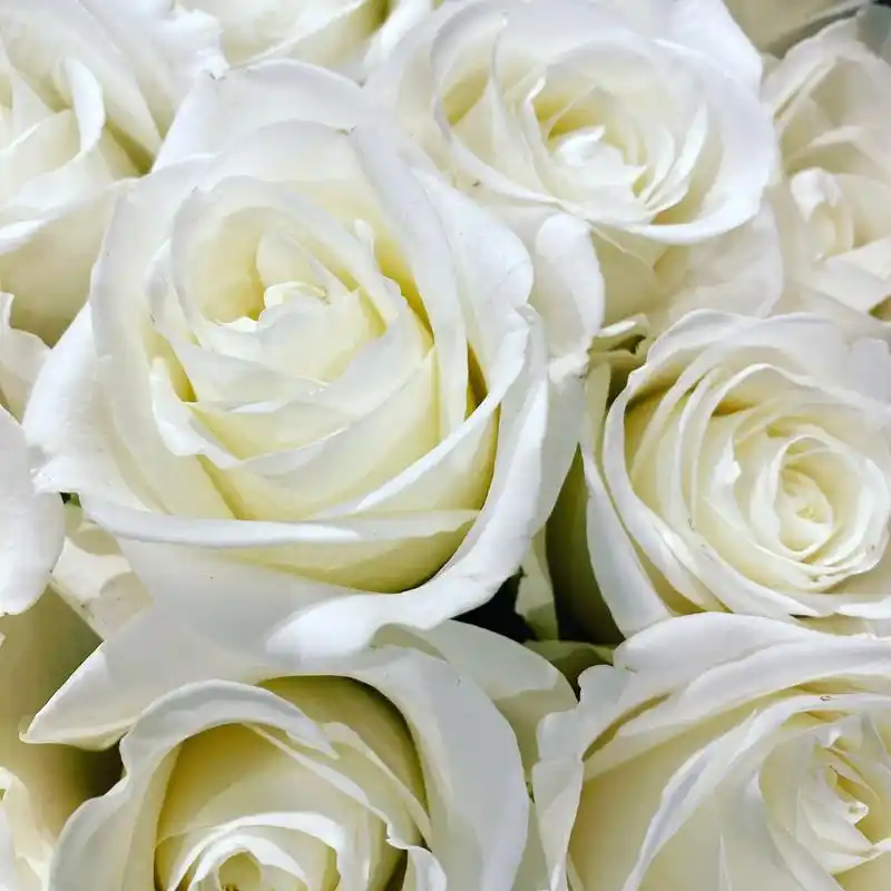 白玫瑰花语,我足以与你相配,你是唯一与我相配的人.