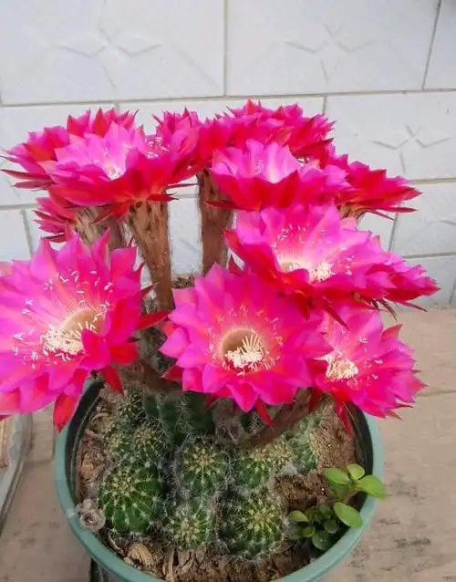 9种很会开花的仙人球,个个颜值高,开花勤奋,养护也简单!