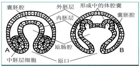 动物学复习题答案