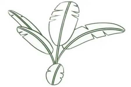 芭蕉树简笔画的画法步骤教程及图片大全