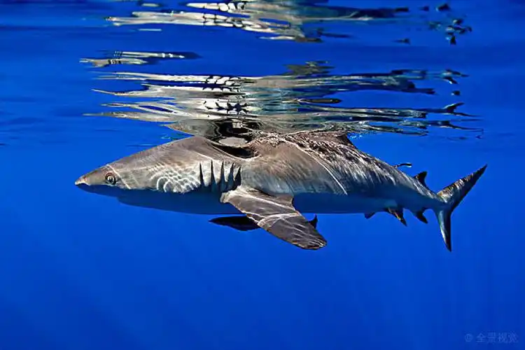 灰礁鲨图片_灰礁鲨图片素材_灰礁鲨图片大全_灰礁鲨高清图片_全景视觉