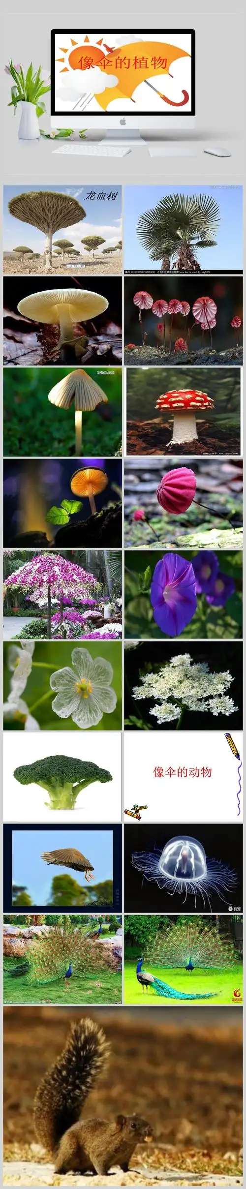 像伞的植物-像伞的动物ppt模板