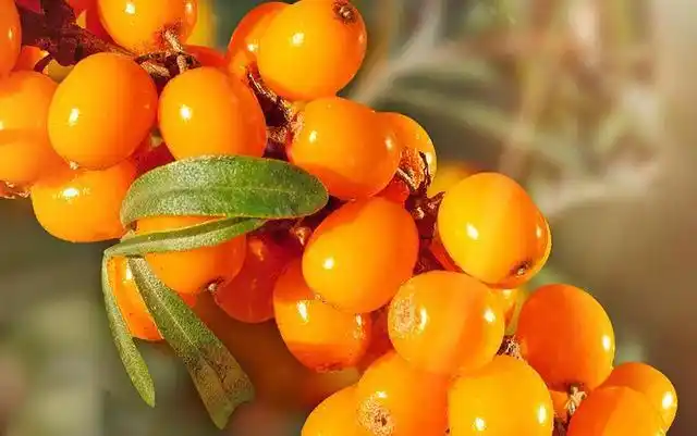 人间仙境阿勒泰生长的大果沙棘最有营养价值?