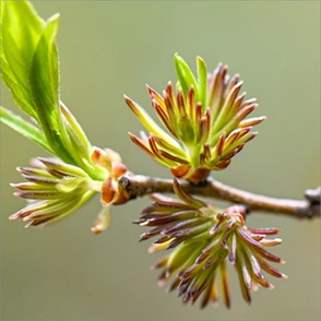 杜仲雄花原生杜仲树花蕊清明前应季雄花人工采摘材火炒制代用茶
