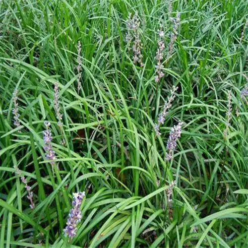 麦冬批发商 青州细叶麦冬草 大量批发细叶麦冬草