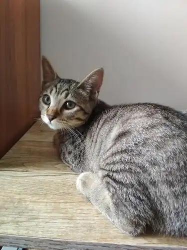 【昆明】超乖超萌英俊小公猫找新家