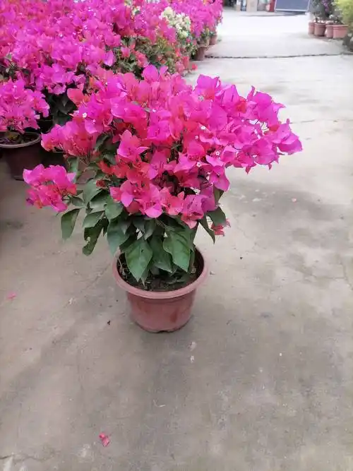 [水红三角梅 0.2~0.5米]场地直供,量大从优,品质保证,欢迎咨询购买.