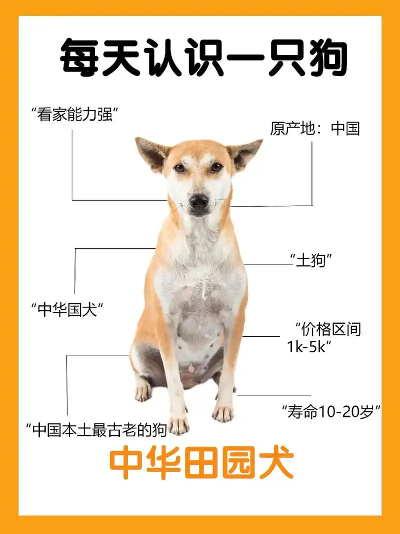 挑战每天认识一只狗狗～中华田园犬.96玛特有话说:"土狗的土 - 抖音