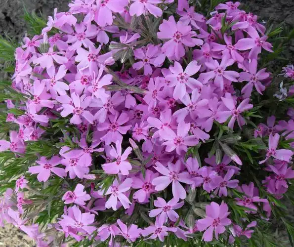 花园系列植物———寒地宿根花卉