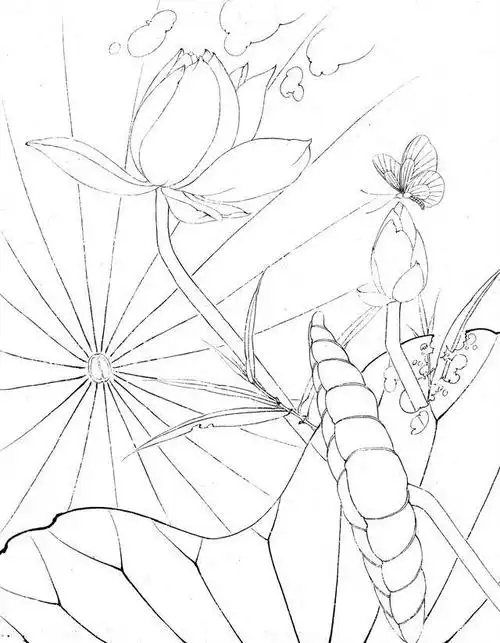 工笔白描荷花!临摹欣赏素材!