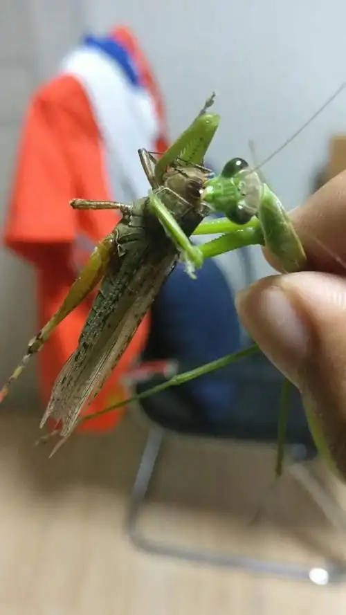 螳螂进食过程
