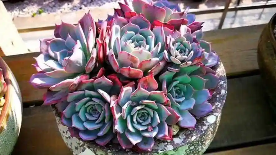 云南极品多肉植物红色的达芬奇密码里透着一缕蓝光