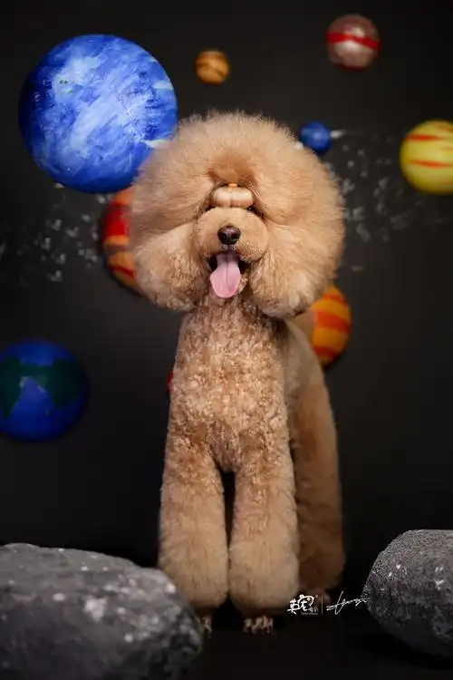 一只超大的巨贵宝宝发型真的是纹丝不动又酷又萌