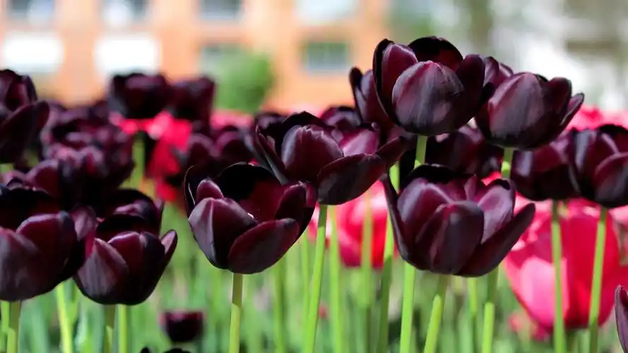 下载1920x1080 全高清 黑郁金香,紫色的花 壁纸, 图片