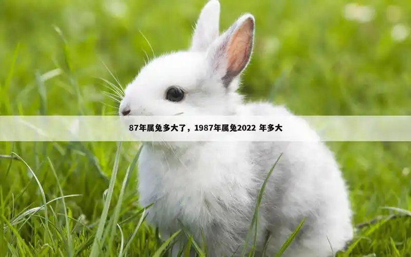 87年属兔多大了,1987年属兔2022 年多大