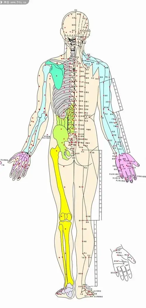 人体经络穴位大图-人体部位-百图汇素材网
