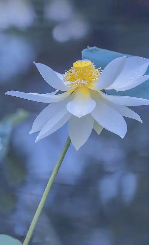 夏天池塘里的白荷花