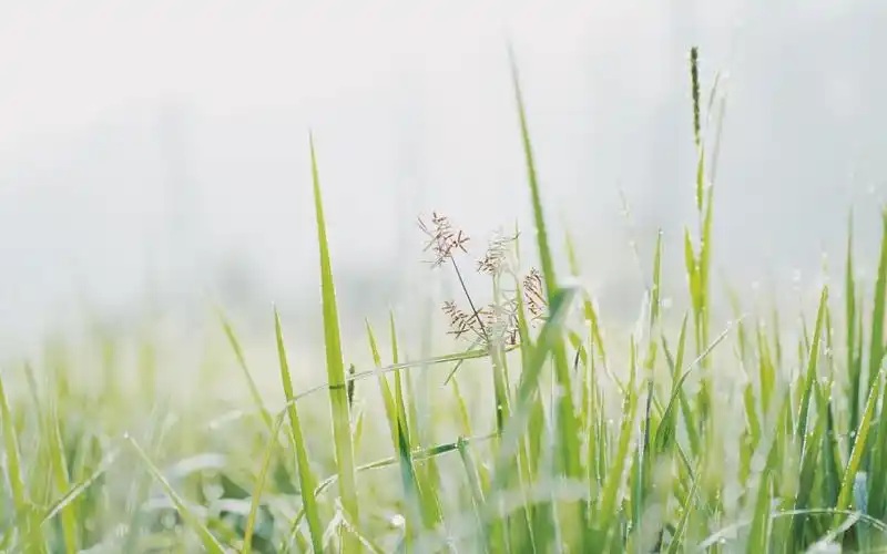 回车桌面>电脑壁纸>风景>清晨独一无二的小清新植物ins风> 查看清晰