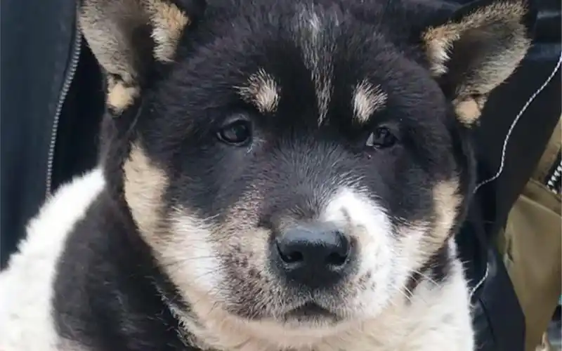 中华田园犬还有这种花斑色据说是招财狗不知道大家认同吗