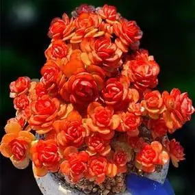 秀妍多肉植物老桩群生红色肉肉植物组合盆栽超大颗露养多肉花卉